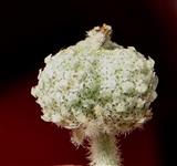  Female flower